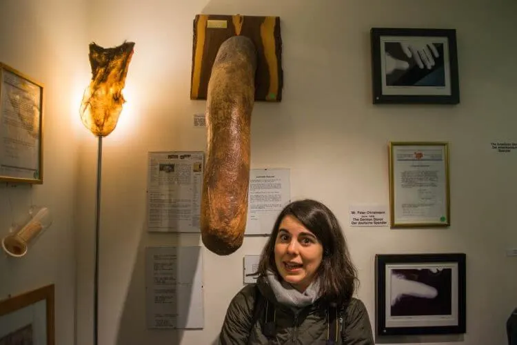 Penis Museum Iceland - Elephant cock