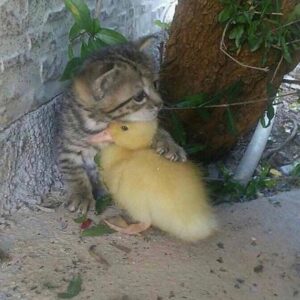 Cutest Picture Ever - Kitten and Chick