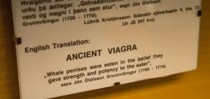 Penis Museum Iceland - Whale penises were used as ancient viagra