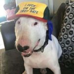 I Fuck On The First Date hat dog