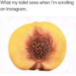 What my toilet sees when I'm scrolling on Instagram