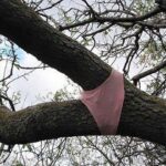 dress you up - underwear tree meme