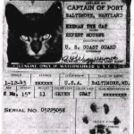 Cat Passports