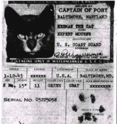 Cat Passports