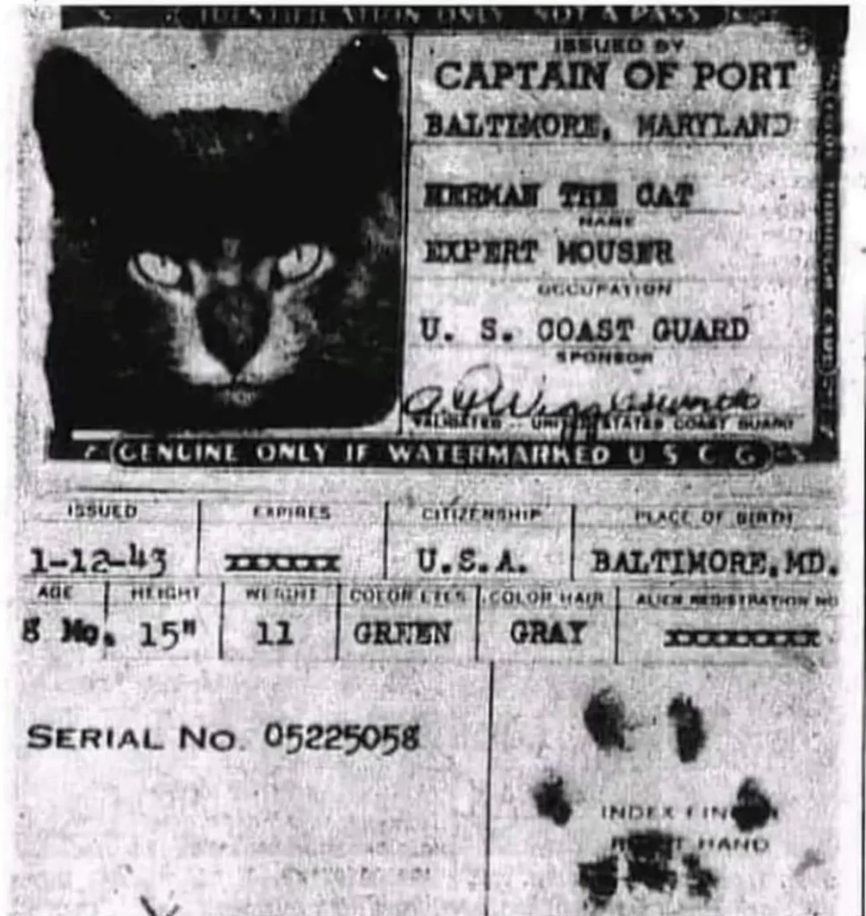 Cat Passports