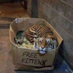 FREE KITTEN - Tiger