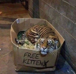 FREE KITTEN - Tiger