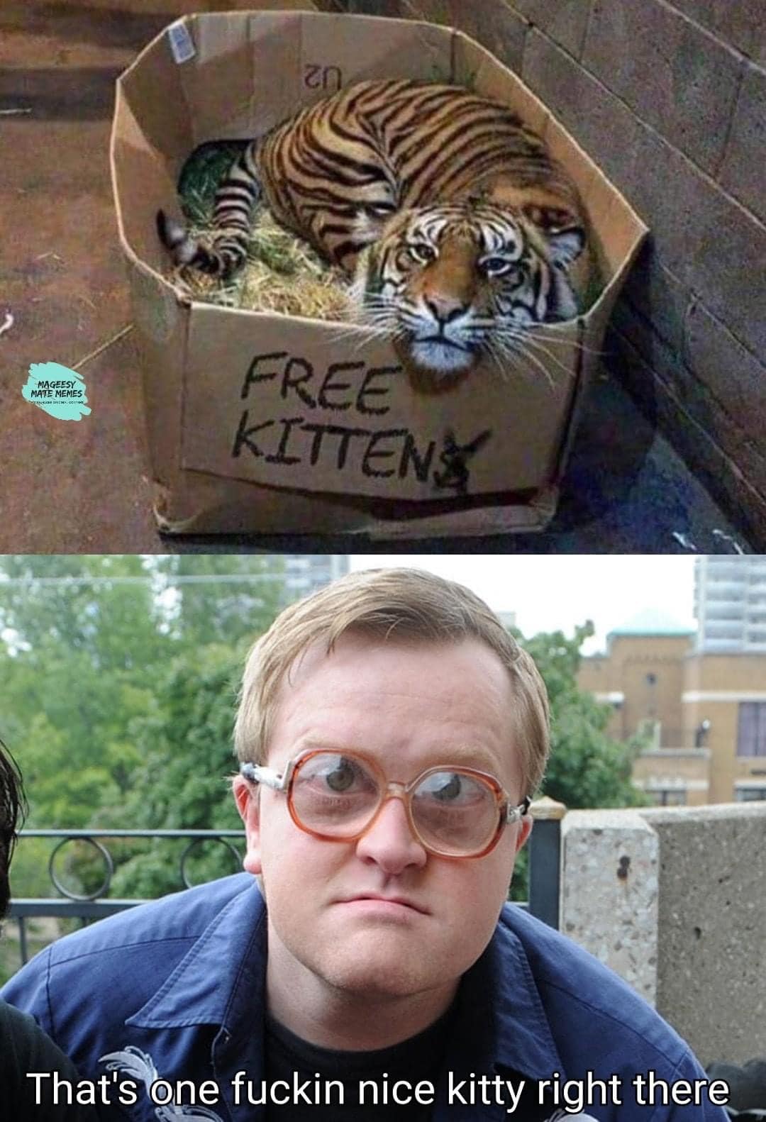 Free Kitten tiger blind man meme