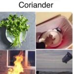 How to Eat Coriander