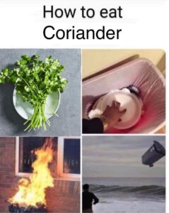 How to Eat Coriander