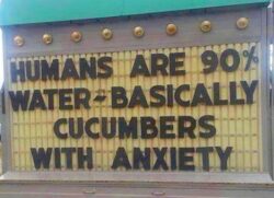 Humans Are Cucumbers With Anxiety