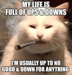 Up To No Good & Down For Anything