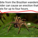 4 Hours Erection Spider Bite