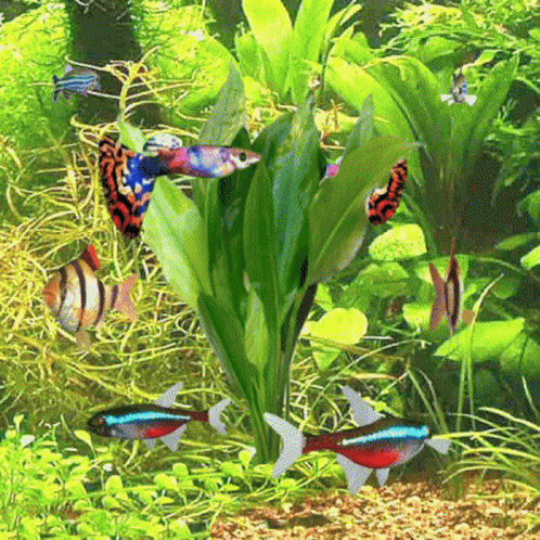 Animated Aquarium Guppies GIF