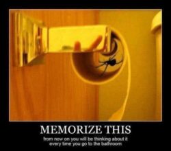 BE CAREFUL of Bathroom Spider