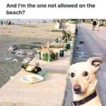 Beach Trash - Dog Not Allowed