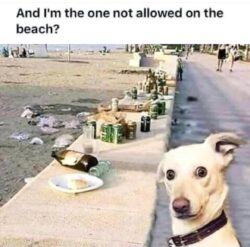Beach Trash - Dog Not Allowed