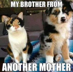 Brother From Another Mother
