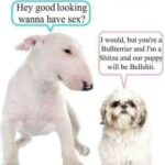 Bullshit dog