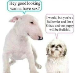 Bullshit dog