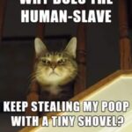 HUMAN-SLAVE poop stealer cat meme