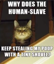 HUMAN-SLAVE poop stealer cat meme