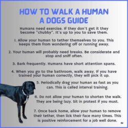 How To Walk A Human A Dogs Guide