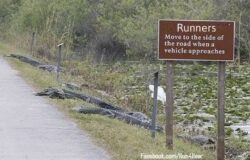 How to Get Rid of Runners
