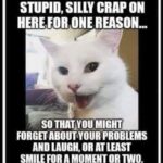 I Post A Lot Of Stupid Silly Crap