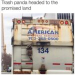Trash Panda heading to the Promised Land