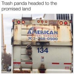 Trash Panda heading to the Promised Land