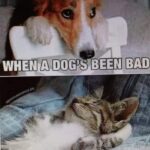 When a Dog's been bad vs when a Cat's been bad