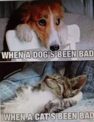 When a Dog's been bad vs when a Cat's been bad