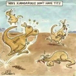 Why Kangaroos Don't Have Tits