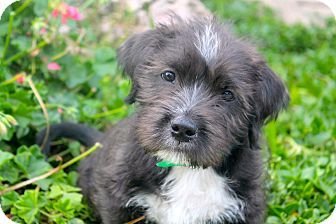 bull terrier shih tzu mix