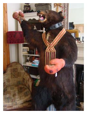 Battling Bruno boxing bear