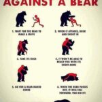Brazilian Jiu Jitsu vs Bear
