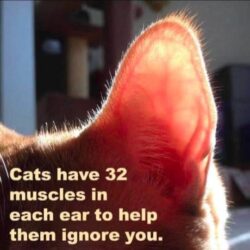 Cats have 32 muscles in each ear to help them ignore you