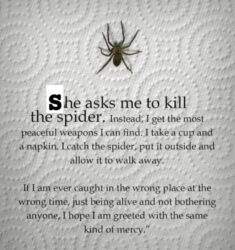Do Not Kill The Spider