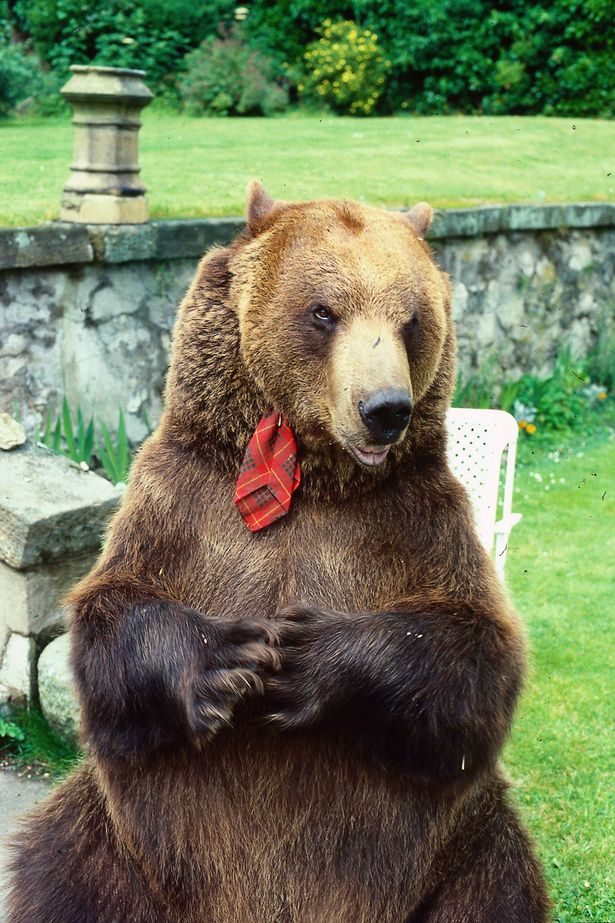 Hercules the bear