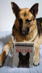 How To Pick Up BITCHES book - German shepherd dog