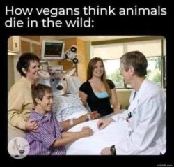 How vegans think animals die in the wild