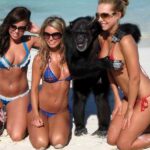 Monkey Business chimp grabbing tits