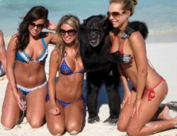 Monkey Business chimp grabbing tits