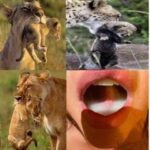 Mothers carrying their young - Mouthful of cum meme