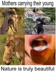 Mothers carrying their young - Mouthful of cum meme