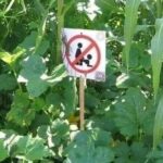 No Doggy Style Allowed Sign