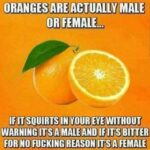 Oranges Are Actually Male or Female