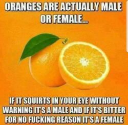 Oranges Are Actually Male or Female