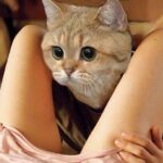 Pussy to Pussy
